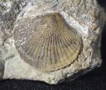 Boreorthis asiatica NIKIFOROVA - Bild &copy; FossNet FossilienStore